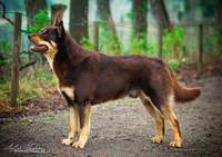 Red and Tan Kelpie