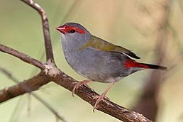 Амадина-рубінчик червоноброва, (Neochmia temporalis)