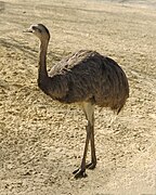 Rhea americana (Rheiformes).