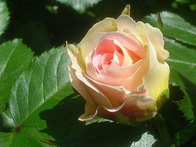 Rosa 'Cesar' (Photo by commons:user:Anna reg