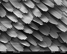 SEM image of a Peacock wing, slant view 2