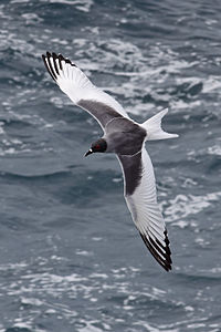 Swallow-tailed gull, by Benjamint