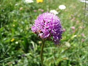 T. globosa