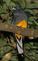 White-tailed Trogon (female)