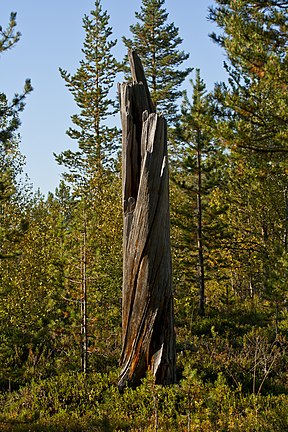 Øvre-Pasvik-Nationalpark (2011)