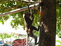 Philippine long-tailed macaque at Dumaluan beach, Panglao, Bohol, Philippines