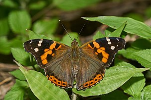 Le papillon Vanessa indica. (définition réelle 6 000 × 4 000)