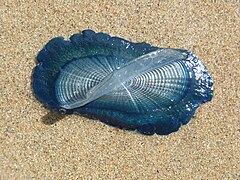 Velella velella