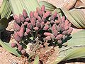 Welwitschia mirabilis femelă.