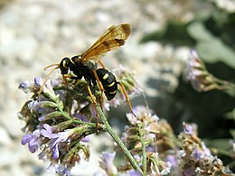 Імаго Parabatozonus lacerticida на суцвіттях, Крим, Україна