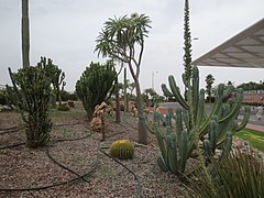 Jardin exotique de l'aéroport