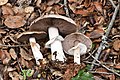 Agaricus albolutescens