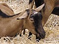 Tête d'une chèvre alpine