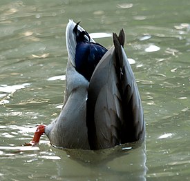 Sinisorsa (Anas platyrhynchos)