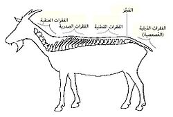 العمود الفقري للماعز