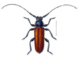 Anisarthron barbipes