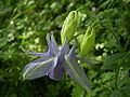 Fiore di Aquilegia vulgaris.