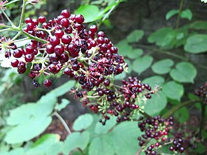 미국땅두릅(Aralia racemosa)