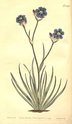 Aristea cyanea.