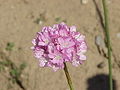 Армерия луковидная (Armeria alliacea)