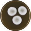 Aspergillus carlsbadensis growing on MEAOX plate