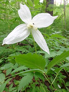 Description de l'image Atragene sibirica (flower).jpg.