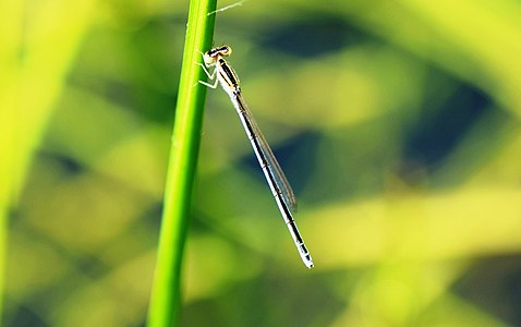 Amphiallagma parvum female