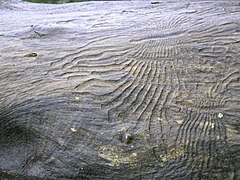 Túneles feitos por Scolytinae que deixaron gravado o sámago da madeira.