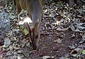 Indian muntjac approaching to feed on a Cullenia exarillata seed
