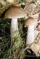 Leccinum scabrum (Брезов дјед)