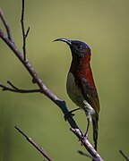 sunbird with blackish face and throat, red back, white underparts, and brown wings