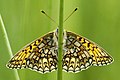 Underside of the bog fritillary for comparison