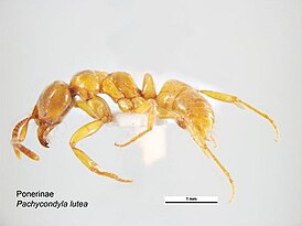 Brachyponera lutea