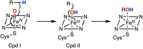 Mécanisme du cytochrome P450 pour l'oxydation de groupes aliphatiques[14].