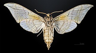 Male underside