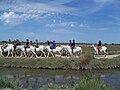 Horse-riding near the étang de Vaccarès