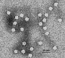 Electron micrograph of canine parvovirus