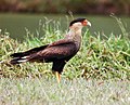 Caracara plancus