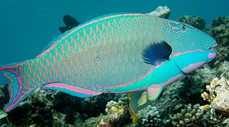 Perroquet bicolore (Cetoscarus bicolor)