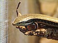 Chalcides sexlineatus — эндемик острова Гран-Канария