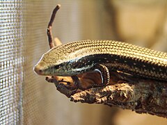 Description de l'image Chalcides sexlineatus (Wroclaw zoo)-2.JPG.