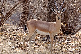 Gazela-indiana no Parque Nacional Ranthambore, Índia