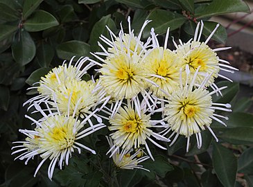 Chrysanthemum × morifolium „vesuvius”