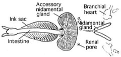 Diagram labeling siphon, intestine, nidamental gland, accessory nidamental gland, renal pore, and branchial heart