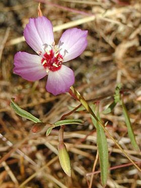 Clarkia franciscana em flor.