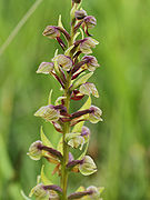 Dactylorhiza viridis アオチドリ