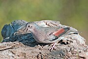 普通地鳩（英語：Columbina passerina）是鳩鴿科中最小的物種