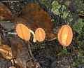 Cookeina tricholoma