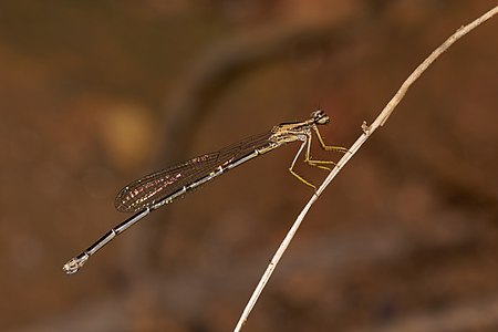 Copera marginipes female