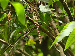 Inflorescence